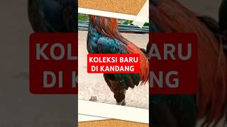 KOLEKSI PEJANTAN DAN INDUKAN TERBARU SOBATTERNAKPAPUA ayamjoper peternakayamindonesia ayam [upl. by Oiludbo]