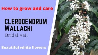 Clerodendrum wallichi Bridal veil Nodding clerodendron Beautiful white elegant dangling flowers [upl. by Mesics]