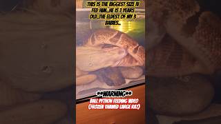 WARNINGBall python feeding videoMeet SMOKEY my 7 year old ball python eating large 🐀 🐍 [upl. by Cully373]