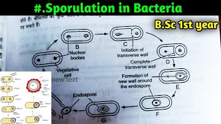 Sporulation in Bacteria  BSc 1st year Botany first semester  Microbiology and plant pathology [upl. by Fu941]