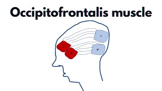 Occipitofrontalis  Anatomy origin insertion and features of the occipitofrontalis [upl. by Arramat]