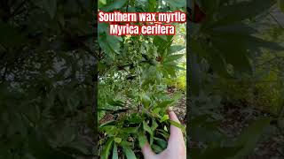 Southern wax myrtle Myrica cerifera  amazing resource for birds in your gardentexasnativeplants [upl. by Bellamy]