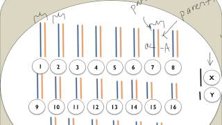 Chromatin Chromosomes and Chromatids Oh My [upl. by Cristionna]