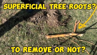 How to Remove Tree Roots in Lawn [upl. by Ondrej]