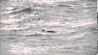 Longtailed Duck dive  Nov 15 2015  Ballona Creek [upl. by Ayenet609]