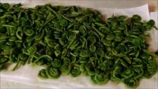 Identifying harvesting and processing fiddleheads [upl. by Jp]