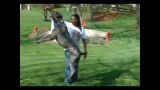 Cane Corso Jumping [upl. by Larianna417]