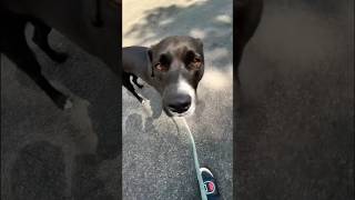 Walk Time With Rascal  Part 24 dog dogs doglover shorts short viral youtube youtubeshorts [upl. by Enaasiali]