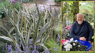 PHORMIUM LIN DE NOUVELLEZÉLANDE SUPERBE TOUFFE DE FEUILLES COLORÉES… Le Quotidien du Jardin N°298 [upl. by Sitruk996]