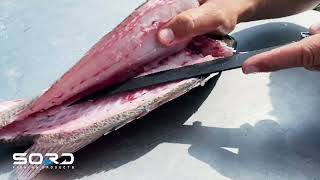 Filleting a Mangrove Snapper with the SORD Serrated Blade [upl. by Alyssa937]