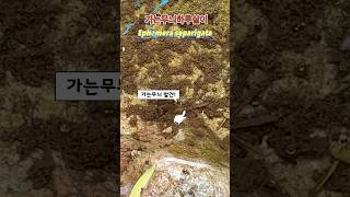 다살이 청정 계곡에 서식하는 “가는무늬하루살이Ephemera separigata“ 입니다 부디 잘 보존 되길 바라면서… [upl. by Ruperta]