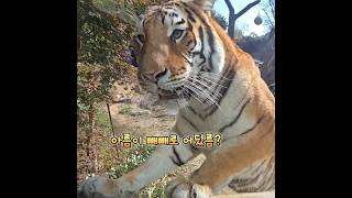 아름이 빼빼로 주세호🥢🐯🫶 호랑이한국호랑이에버랜드타이거밸리오둥이아름tigereverlandamurtiger241111 [upl. by Gnohc581]