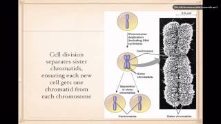 The Cell Cycle [upl. by Ocimad]