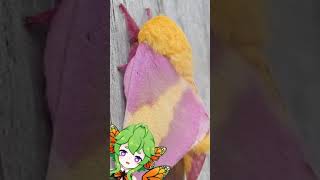 Bug Facts Rosy Maple Moth [upl. by Etnaed245]