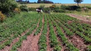 Buttage des pommes de terre avec Buscher [upl. by Palua]