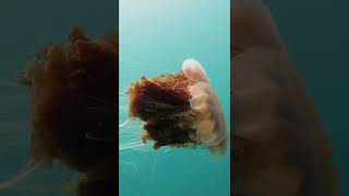 Lions Mane Jellyfish  Greenland  Lindblad Expeditions [upl. by Rudelson585]