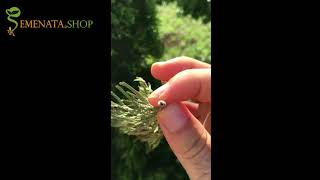 How to find bugs in plants  Thuja occidentalis smaragd problems [upl. by Aryan]