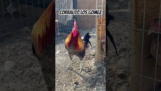 Corralito Los Gomez gallos california galleros 90srap gamefowl [upl. by Inoy834]