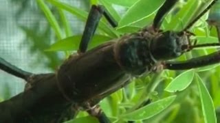 ISLAND STICK INSECT BACK FROM EXTINCTION [upl. by Attikram]