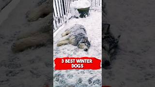 3 Best Winter Dogs Bernese Mountain Dog Siberian Husky amp Saint Bernard [upl. by Francisco542]