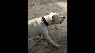 Dogo Argentino vs French Mastiff 🔥🔥 Simmba ko French Mastiff se Mila diya [upl. by Vigen]