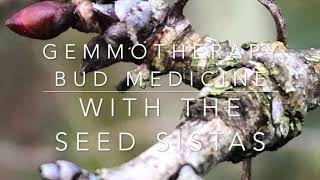 Gemmotherapy with the Seed Sistas [upl. by Seed]