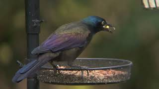 Grackles birds birdwatching nature Minnesota [upl. by Homovec]