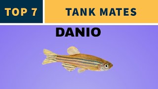 TOP 7 TANK MATES FOR DANIOS [upl. by Winthrop]