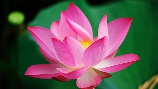 Lotus Flower Nelumbo nucifera in pond water [upl. by Adaline]