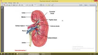 Physiologie rénale 1 généralités [upl. by Agathe]