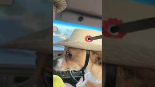 Que Agusticidad de Este Perrito chihuahua 😎 shortsvideo viralvideo [upl. by Ardin]