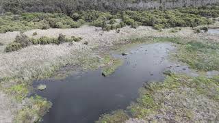 The Beauty of Lake McNess Yanchep A CloseUp View CapricornMediaGroup [upl. by Tamaru]