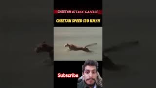 Cheetah Attack Gazelle🐆 funny cheetah wildanimals animals wildlife subscribe shorts shortvid [upl. by Eliathan]