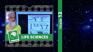 Plant Hormones [upl. by Almire]