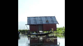 lilies on water and cats on roofs [upl. by Mooney]