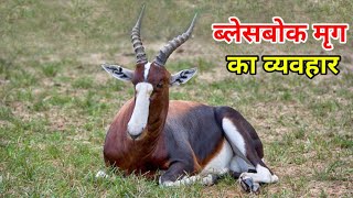 Blesbok antelope behavior  antelope facts  blesbok antelope wildlife documentary in hindi [upl. by Namruht426]