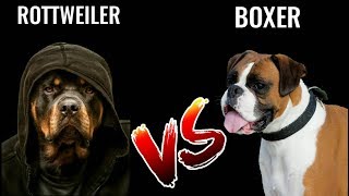 Rottweiler Vs Boxer  in Hindi  dog comparison  Dog Vs Dog  Rottweiler Vs Boxer [upl. by Alemahs]