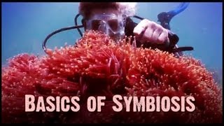 Symbiosis Mutualism Commensalism and Parasitism [upl. by Crescentia132]