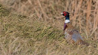 Pheasant Hunting in Minnesota WalkIn Areas  The Flush Season 12 Episode 10 [upl. by Aimahc]