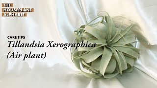 Tillandsia Xerographica Air Plant Plant Care Tips  The Houseplant Alphabet [upl. by Rehsu]