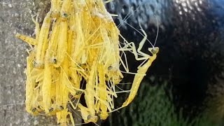 Praying mantis hatching 신기한 사마귀의 부화 [upl. by Petronella773]