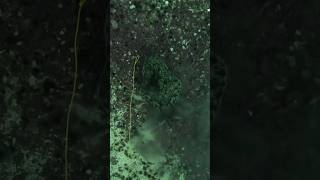 Spearfishing HALIBUT spearfishing fishing halibut [upl. by Yanffit]