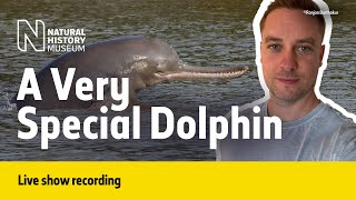 What’s so special about the Ganges river dolphin  Live Talk with NHM Scientist [upl. by Grodin]