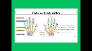 Knochen und Gelenke der Hand  Strahlentherapie Prof Hilke Vorwerk [upl. by Tasia]