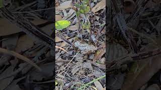 Difference between Yellow Jackets and Red Wasps in Texas Summer 10202024 [upl. by Asilec357]