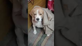 Beagle dog beagledog shortvideo [upl. by Judus]