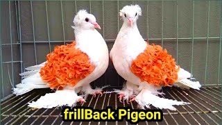 frillback pigeon  pigeon videos  white frillback pigeon breeds [upl. by Barbur521]