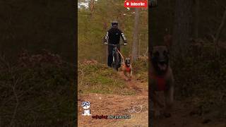 🎯🎯Dog jogging with💯 owner in the🐕 forestmalinois germanshepherd doglove pets dog dogtraining [upl. by Tharp]