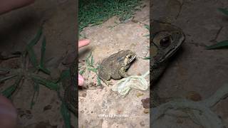 🐸 Funny first look at the frog  Catching a frog wants to laugh  Catch a frog for funfunny [upl. by Sivle]