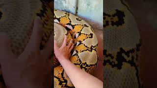 acariciando una serpiente mascota shorts serpiente reptiles shortvideo [upl. by Yeffej]